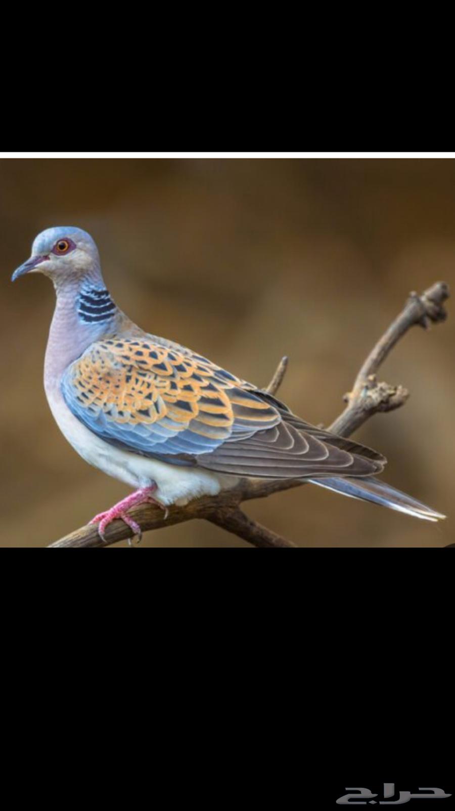 قمري للبيع 5 حبت حي64574776429954110