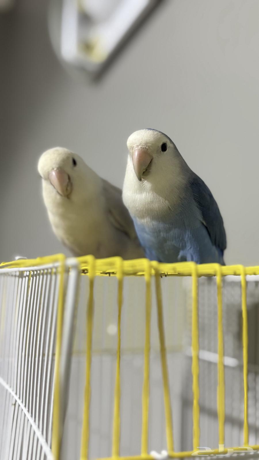 Pair of rose birds ready for mating, age about two and a half years64578605644930113