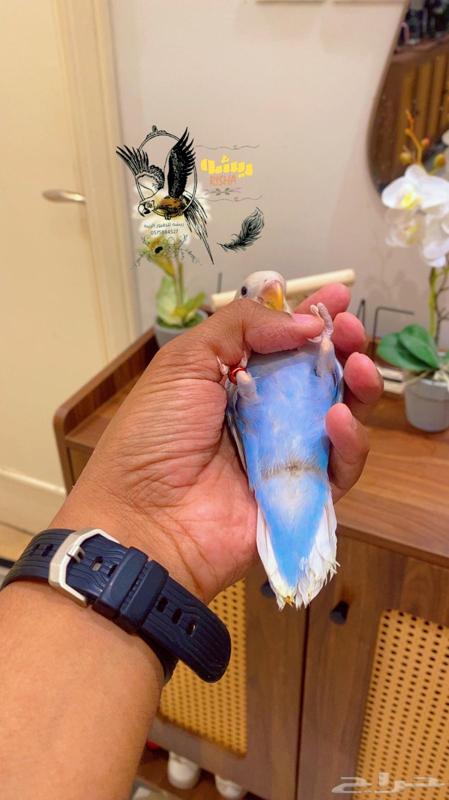 Hand-tame rose with very beautiful color (sold, may God bless)64574649724802112