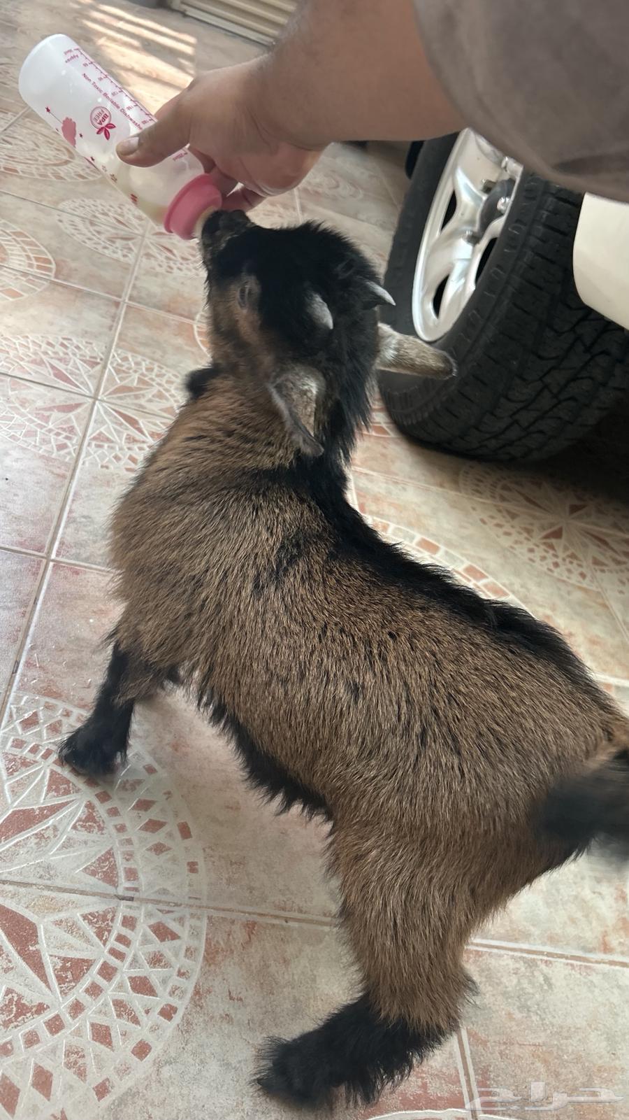 Dwarf Goat, Healthy and Clean, Czech Pure Breed64576298205057111