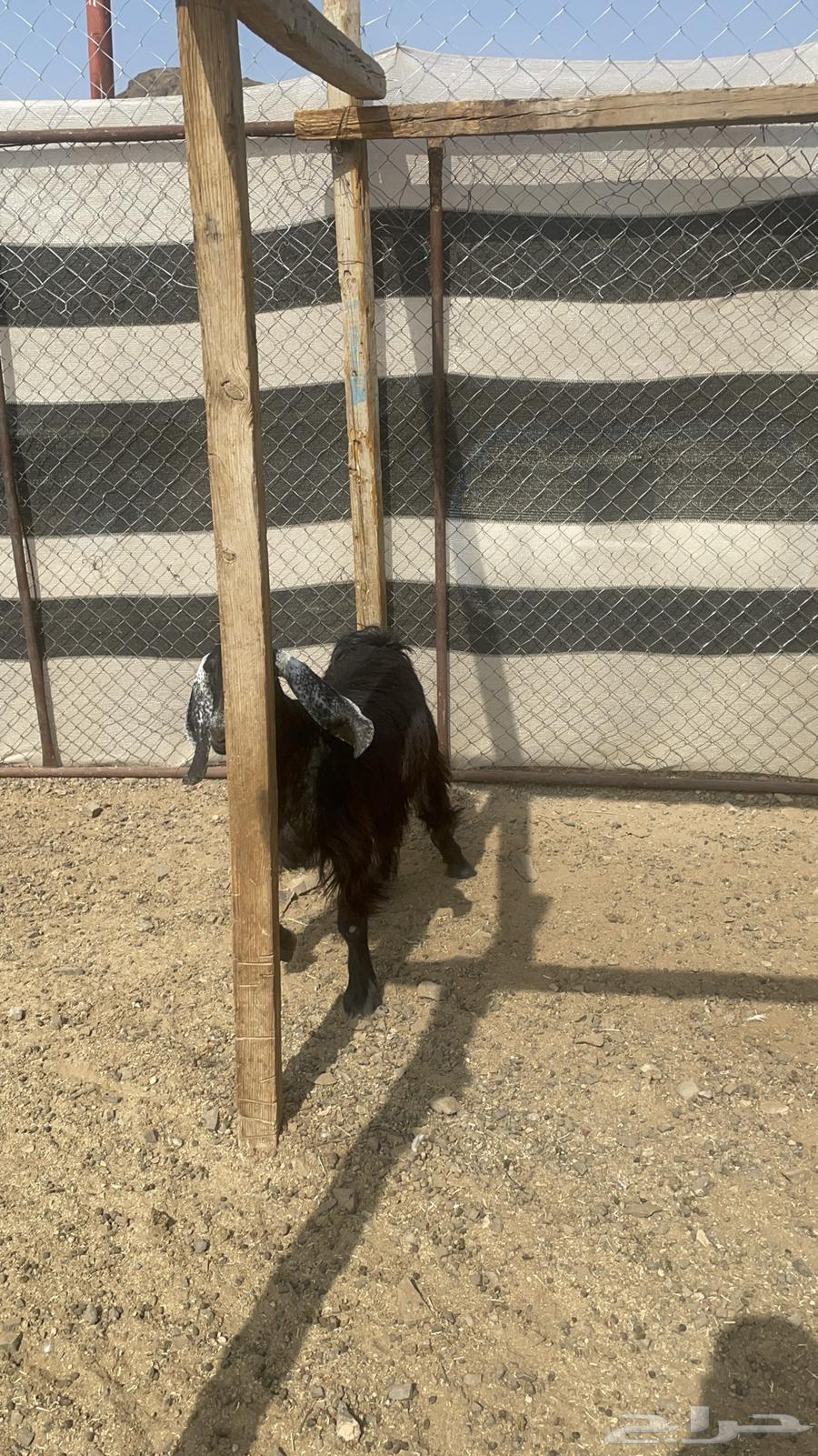 جفره عارضيه طيبة بالحيل(تم البيع )64574929913857113