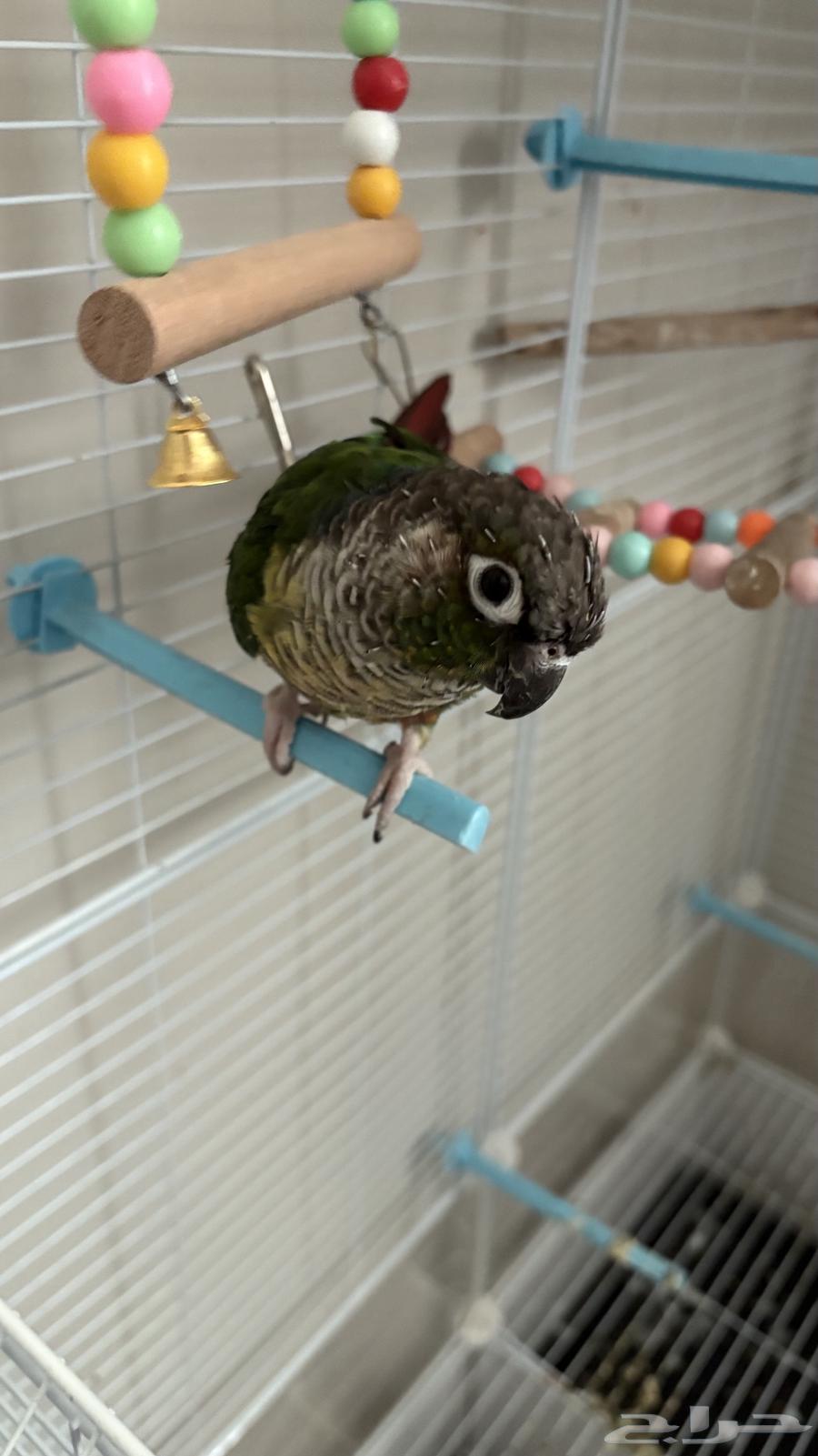 كنيور للبيع64573418441985110