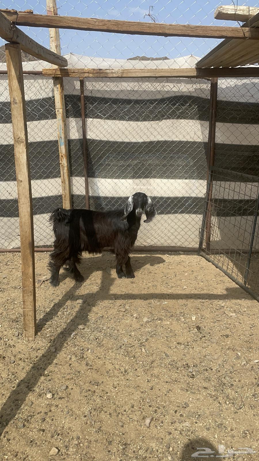 جفره عارضيه طيبة بالحيل(تم البيع )64574929913857111