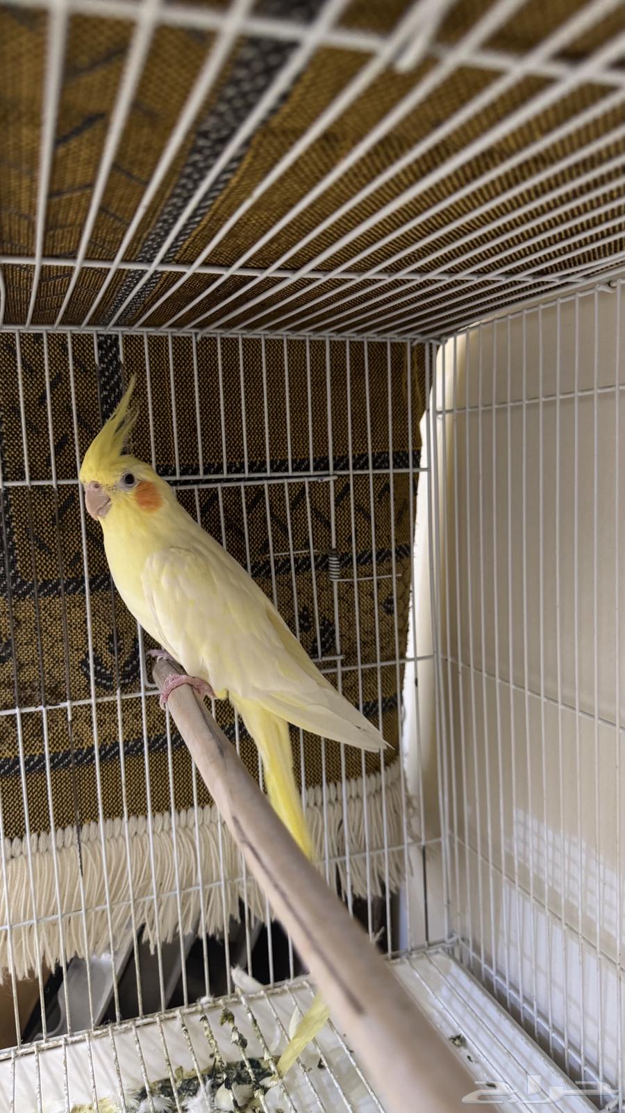 طير كروان او كوكتيل64578896488707112