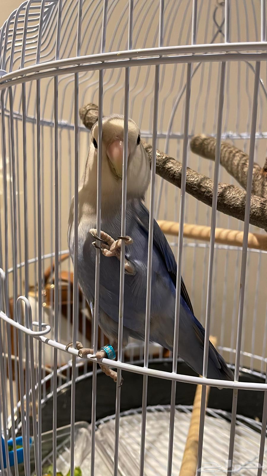 Roz Bird64576618276865112