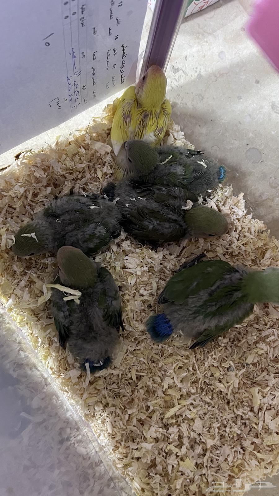 فروخ روز غر64575279632642110