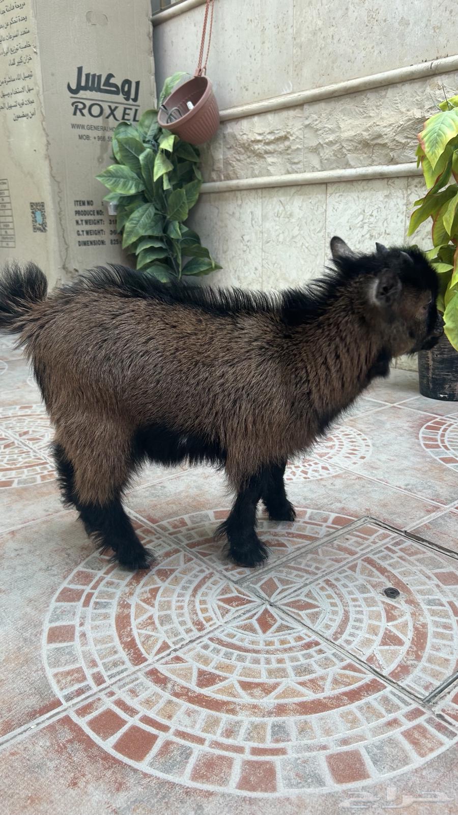 Dwarf Goat, Healthy and Clean, Czech Pure Breed64576298205057113