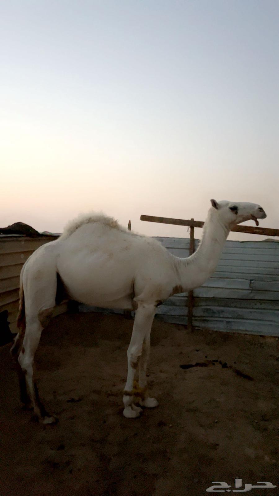 قعود للبيع داخل حق او حق64574943675137111