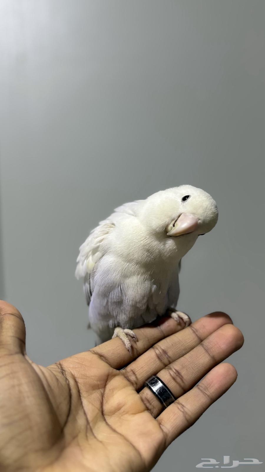 Pair of rose birds ready for mating, age about two and a half years64578605644930112