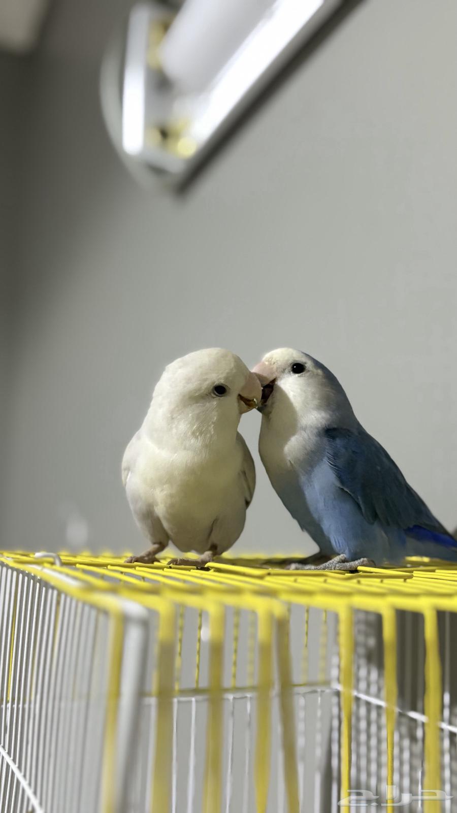 Pair of rose birds ready for mating, age about two and a half years64578605644930114