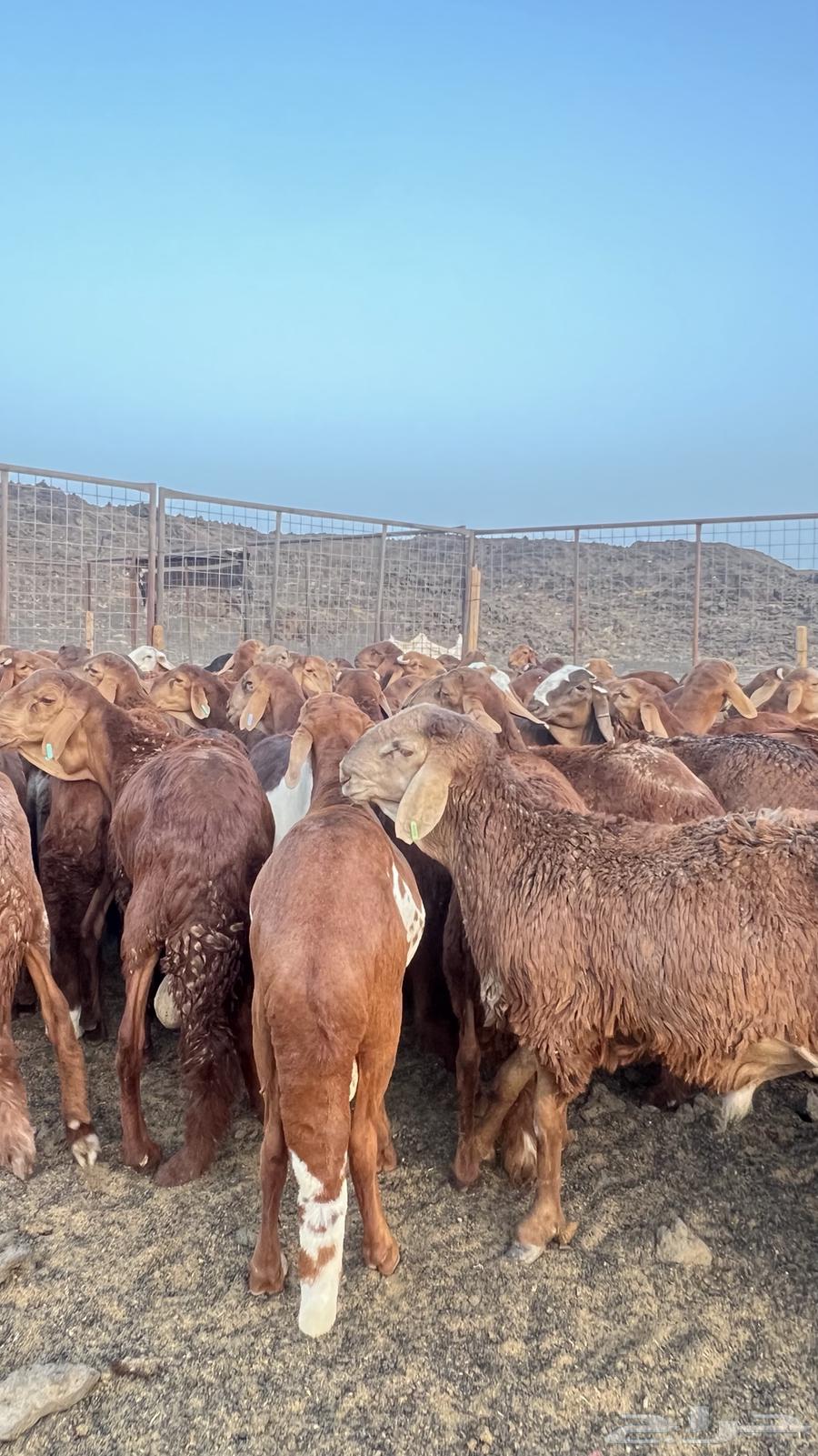 Sawakin Murabi more than 5 months old, suitable for sacrifice and sharing64574061718913113