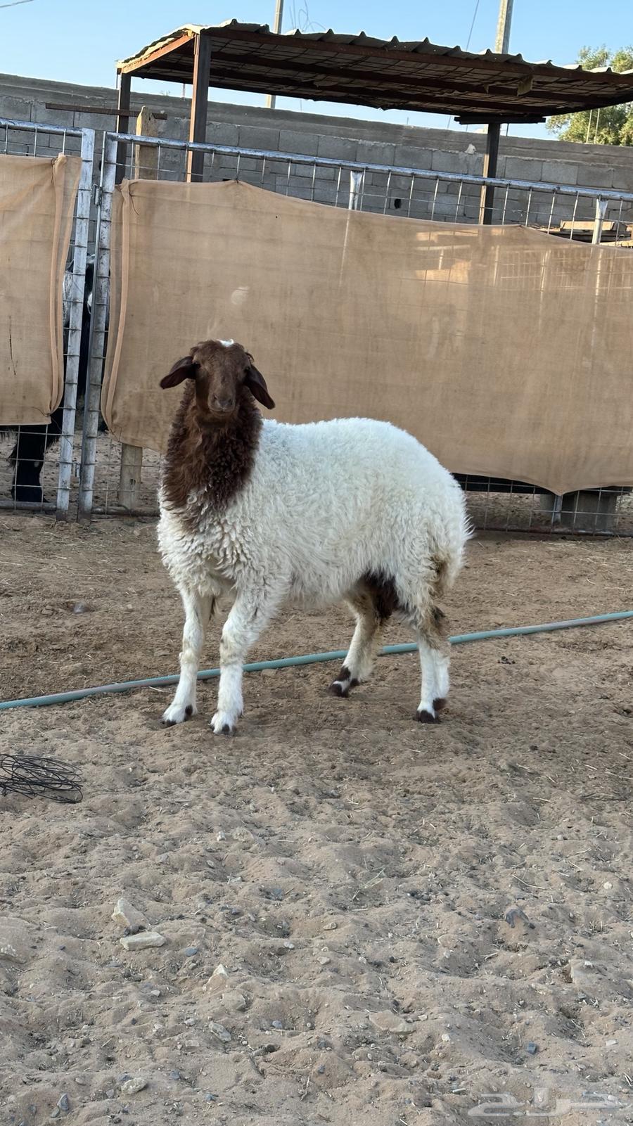 رخله نعيم طيبه((تم البيع))64578158897795112