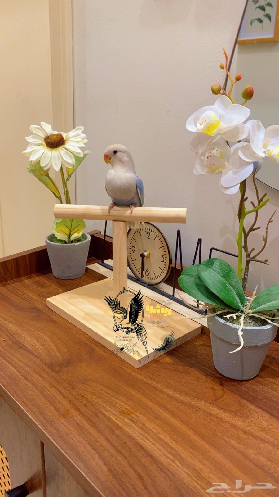 Hand-tame rose with very beautiful color (sold, may God bless)64574649724802113