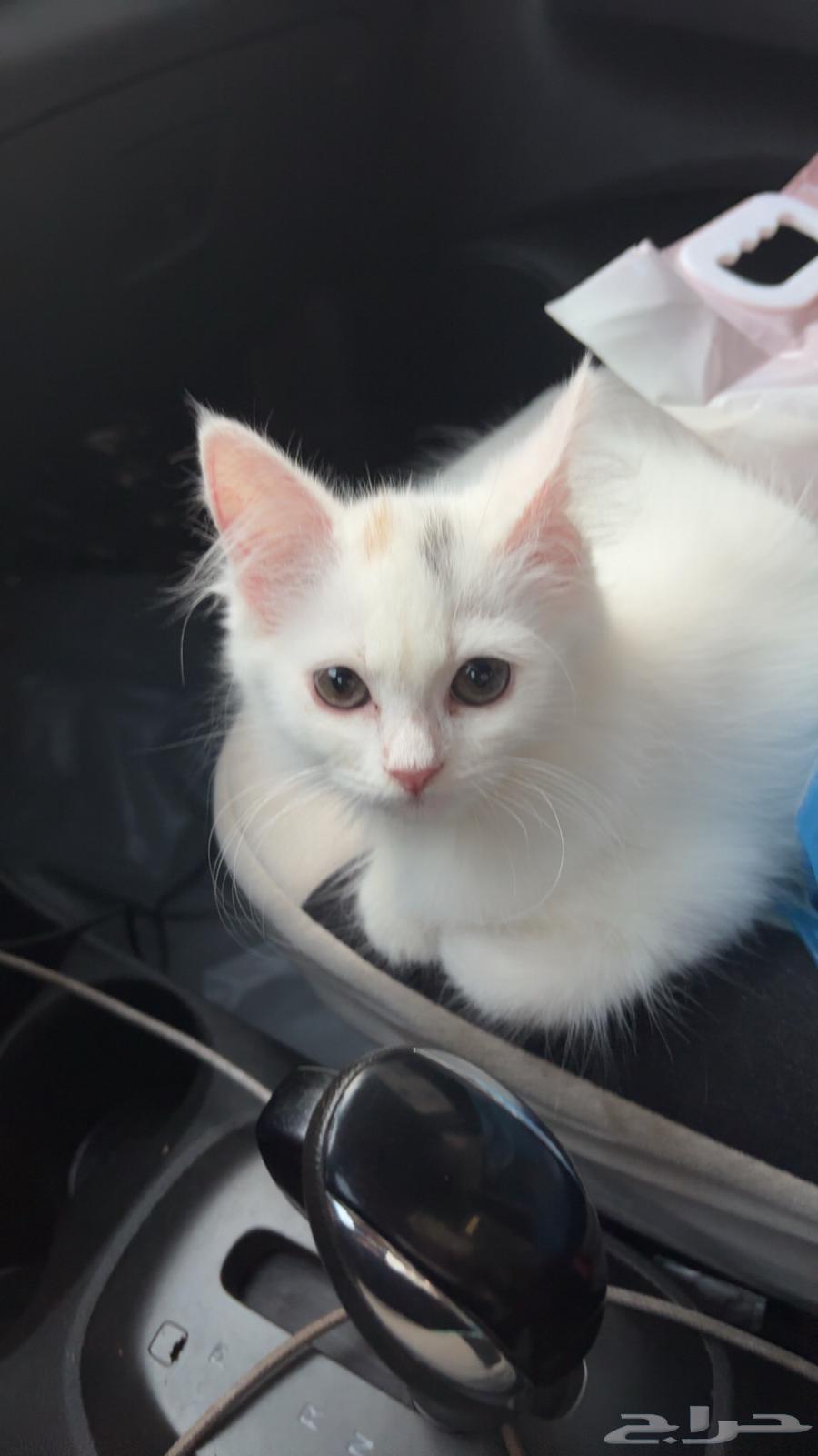 قطط للتبني64574523571715111