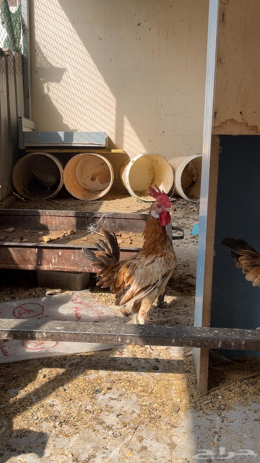 ديكه للبيع64573390118017110