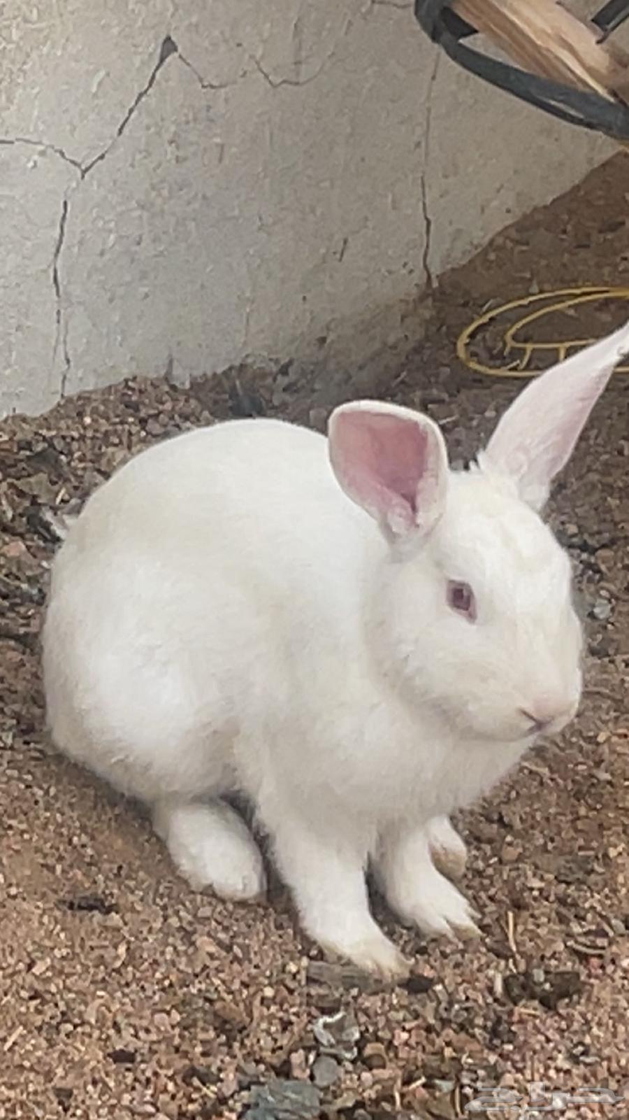 ارنب فرنسي للبيع64575877081475110