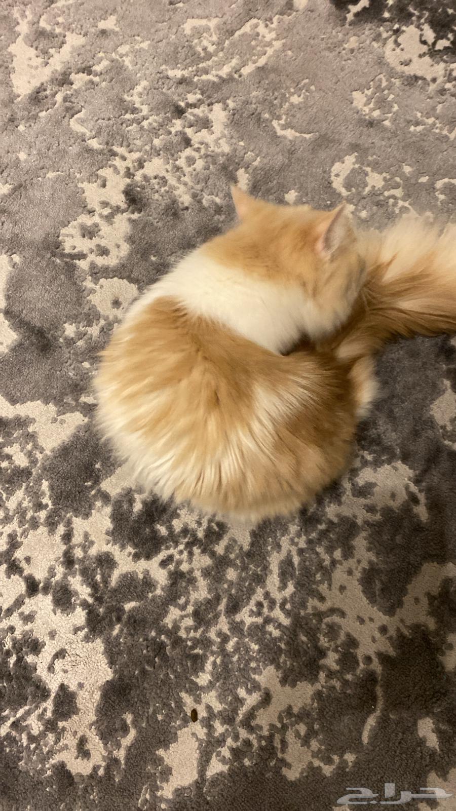 قططه للبيع 15064576813665409112