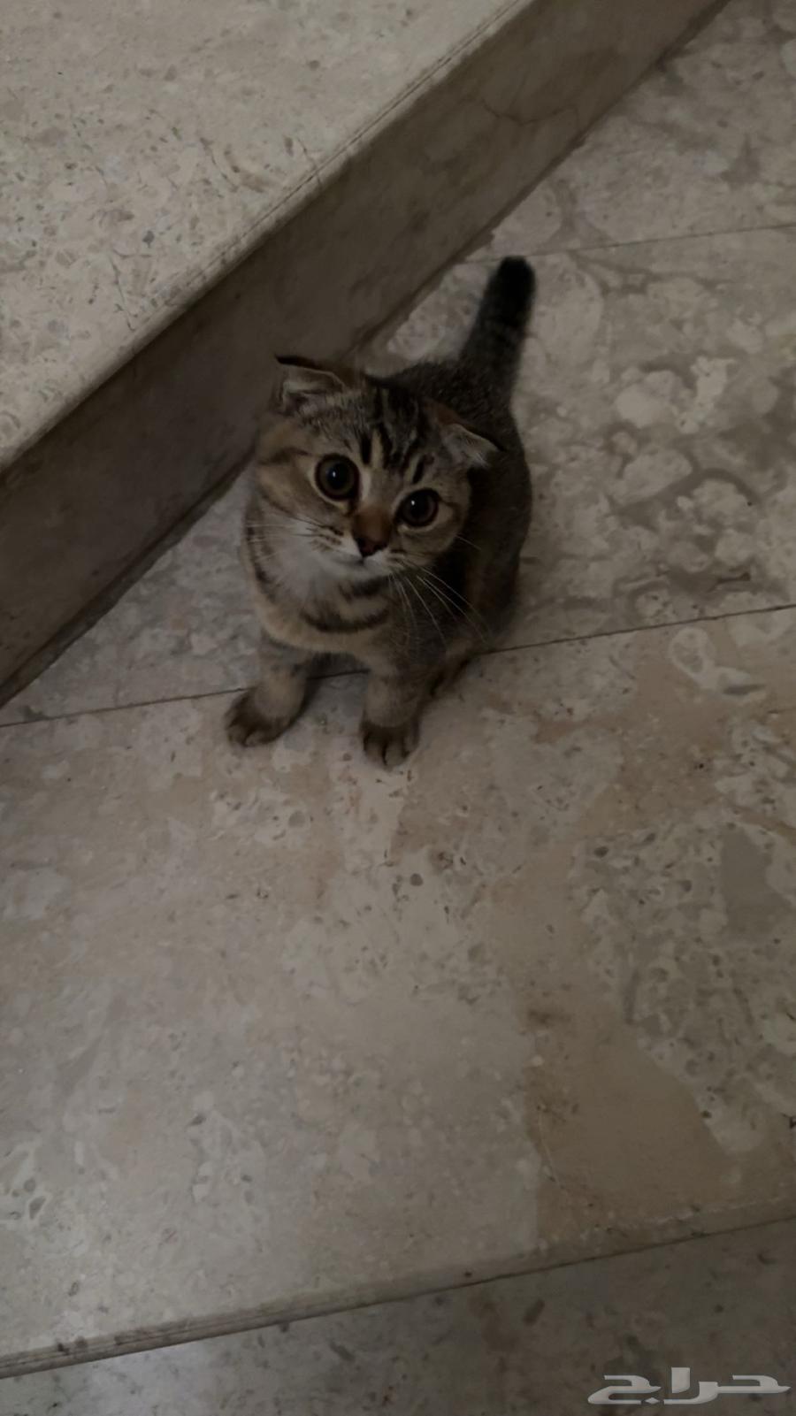 سكوتش فولد للبيع64574663788291111