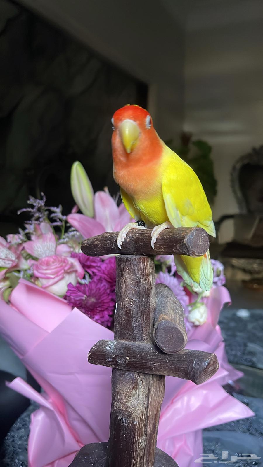 للبيع ببغاء الروز الأليف64575377436291113