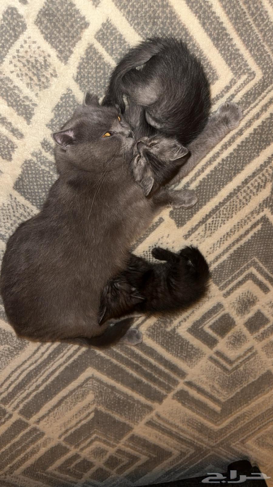 Cats64571575386755111