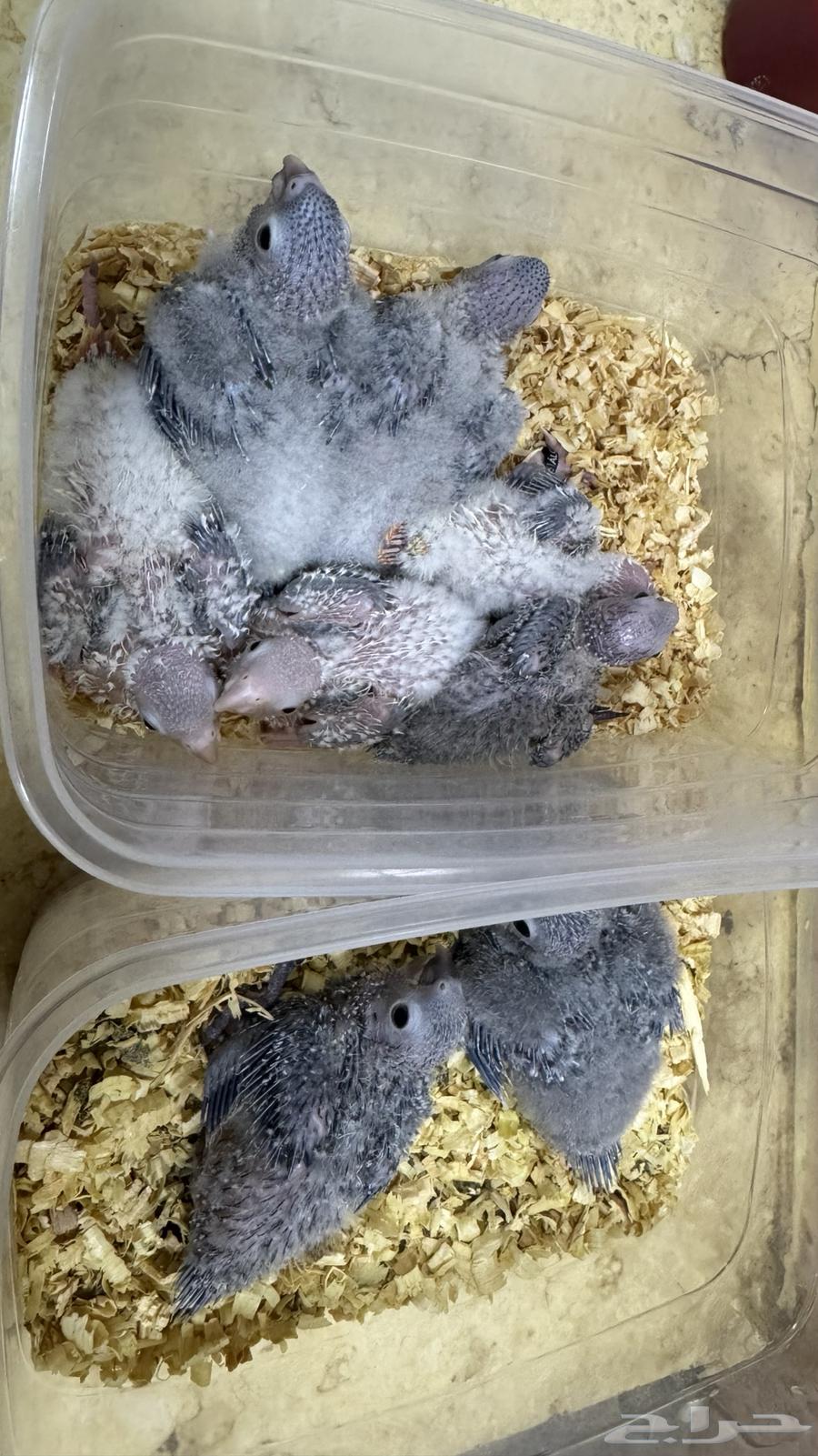 Kenyo Parrot Chicks for Breeding Enthusiasts and Hobbies64578298468483110