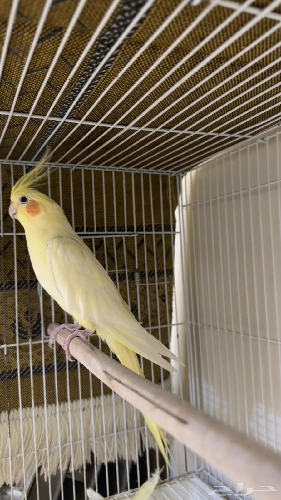 طير كروان او كوكتيل64578896488707111