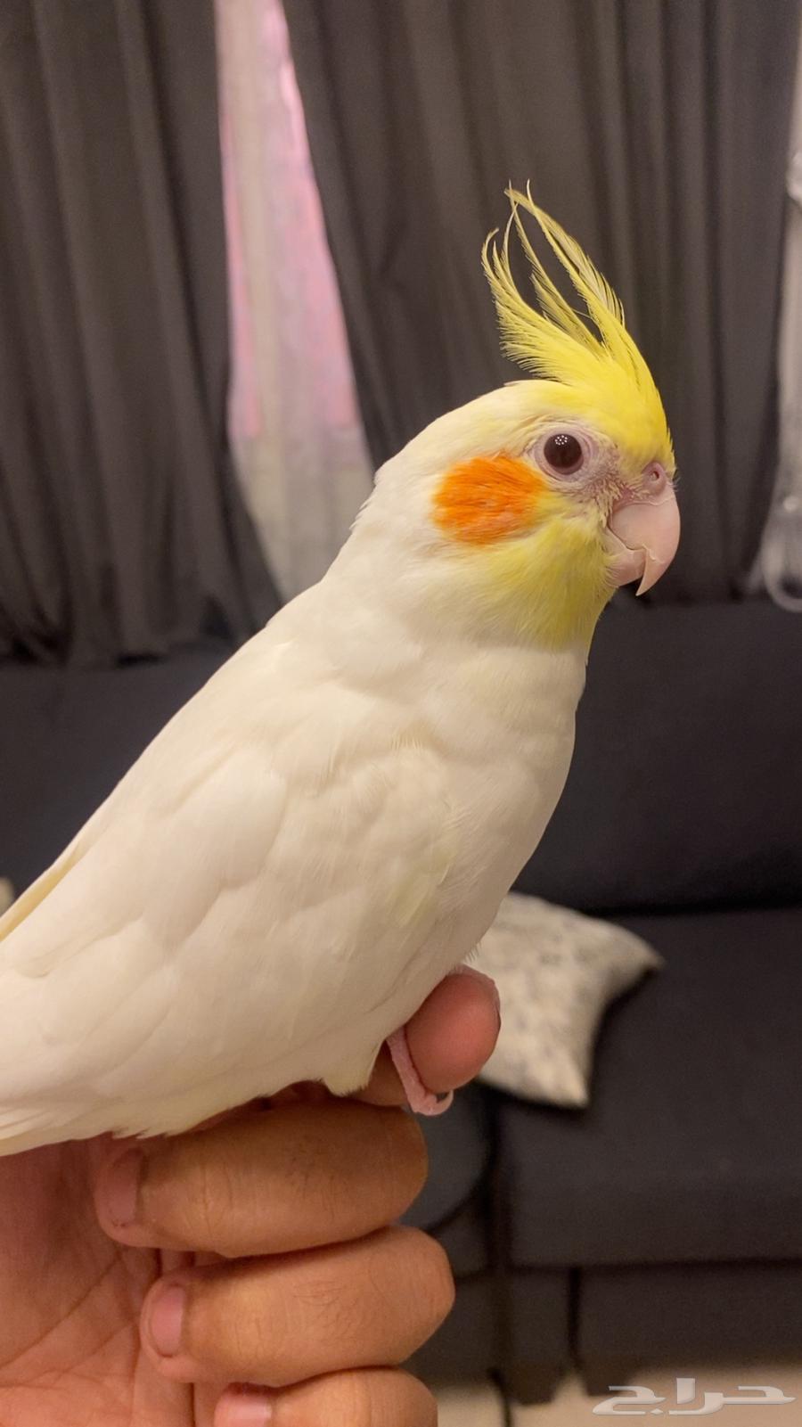 طير كروان اليف جدا  جدا64572285621378111