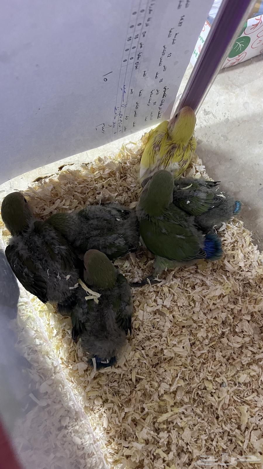 فروخ روز غر64575279632642112