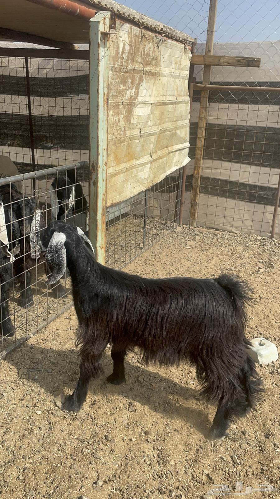 جفره عارضيه طيبة بالحيل(تم البيع )64574929913857110