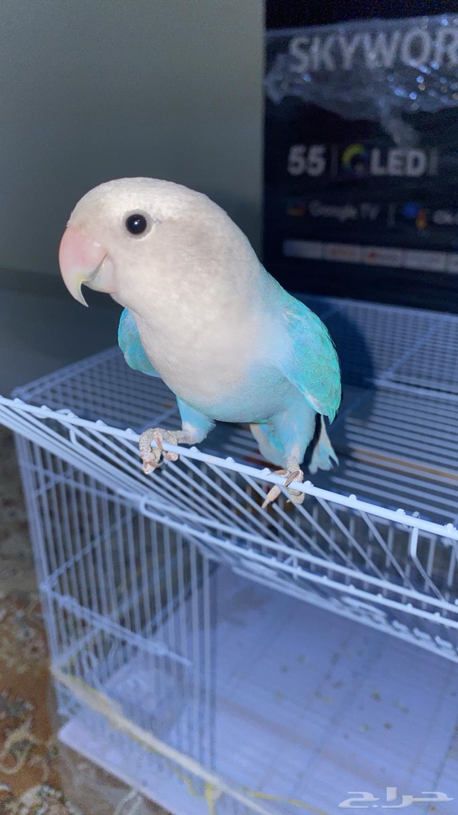 طير روز عمره سنه بالضبط64423569496194113