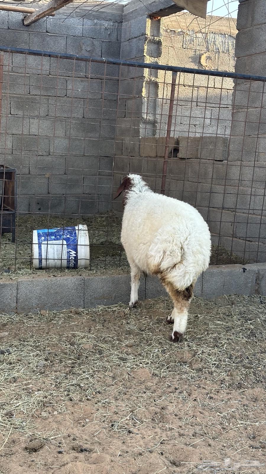 رخله نعيم طيبه((تم البيع))64578158897795111