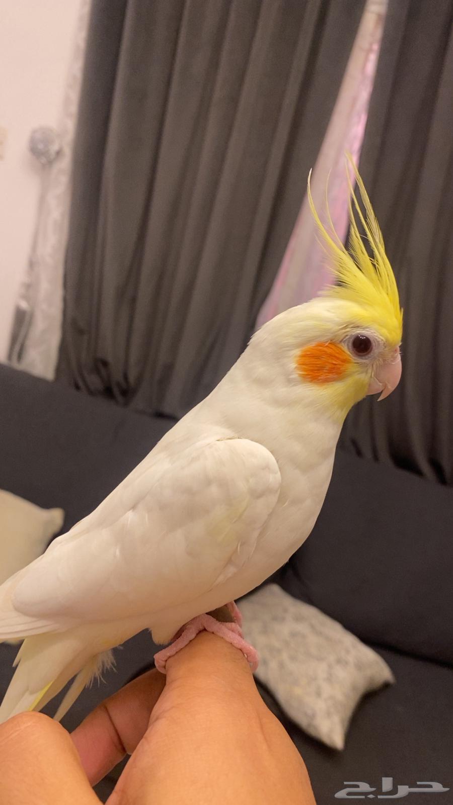 طير كروان اليف جدا  جدا64572285621378110