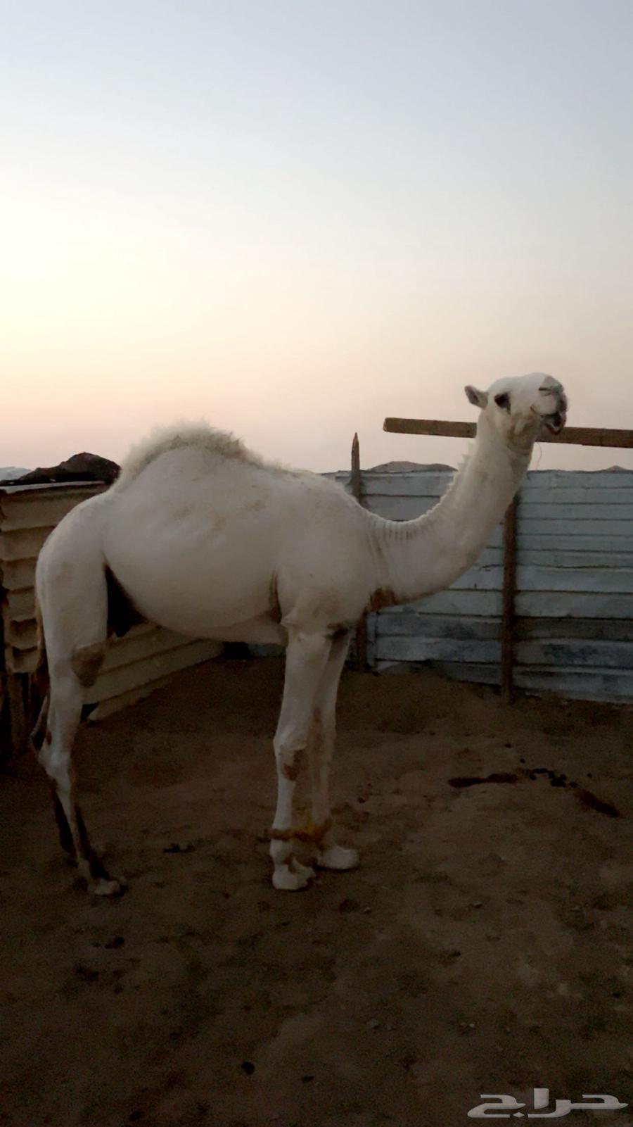 قعود للبيع داخل حق او حق64574943675137110