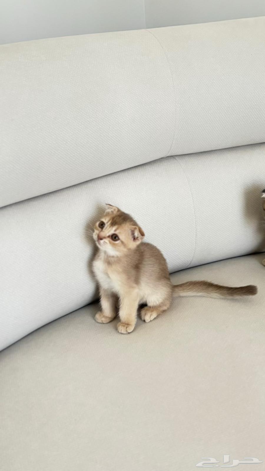 Cats for sale, imported from locals, only 2 left of the latest production64576058303617110