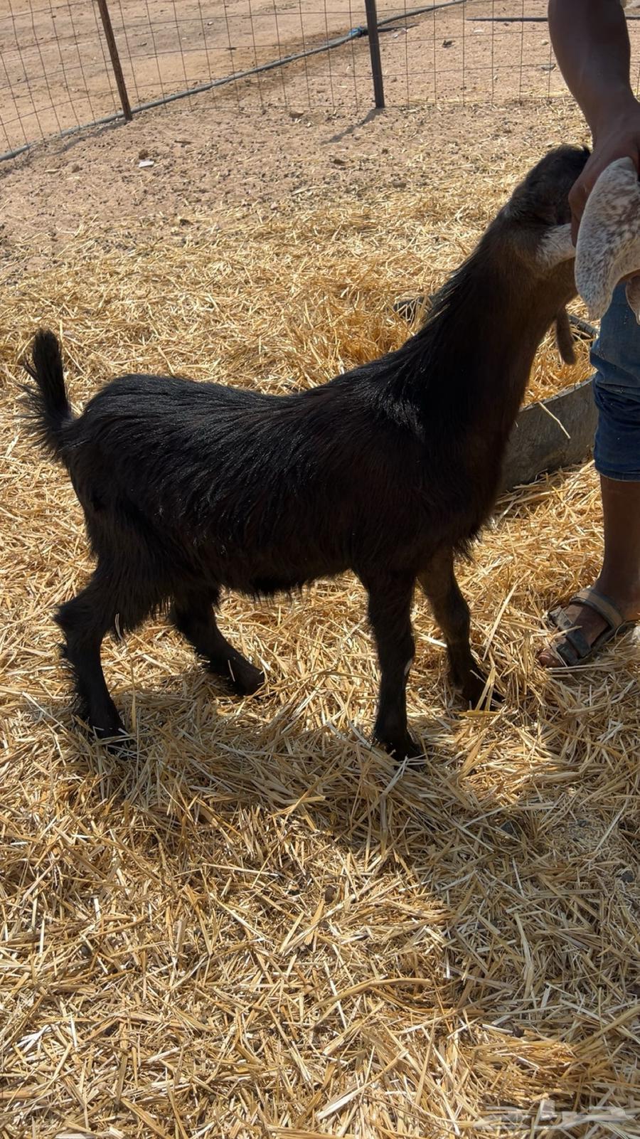 جفر للبيع طيب64574300138114111