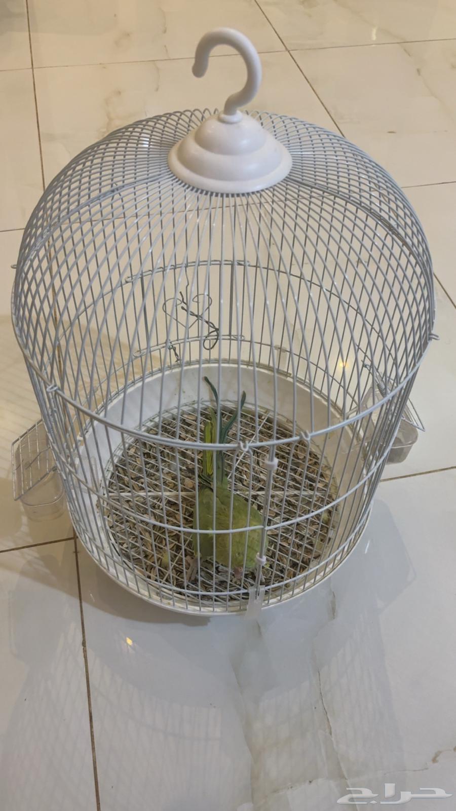 طير دره ببغان64576072833154110