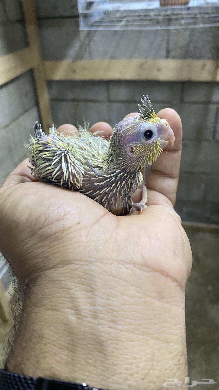 فروخ كروان غر(( تم البيع)) خارج الموقع64534858737411110