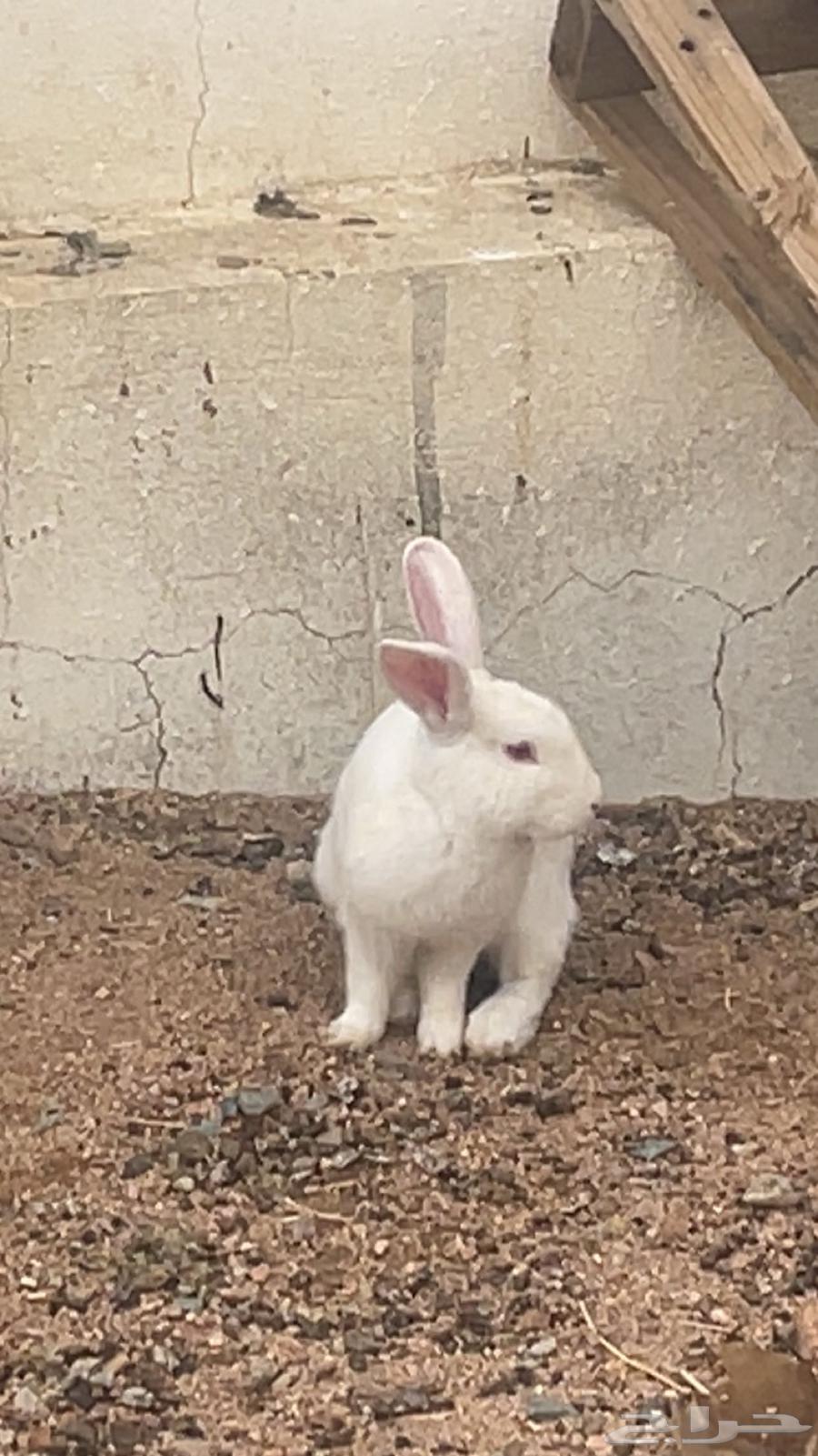ارنب فرنسي للبيع64575877081475111