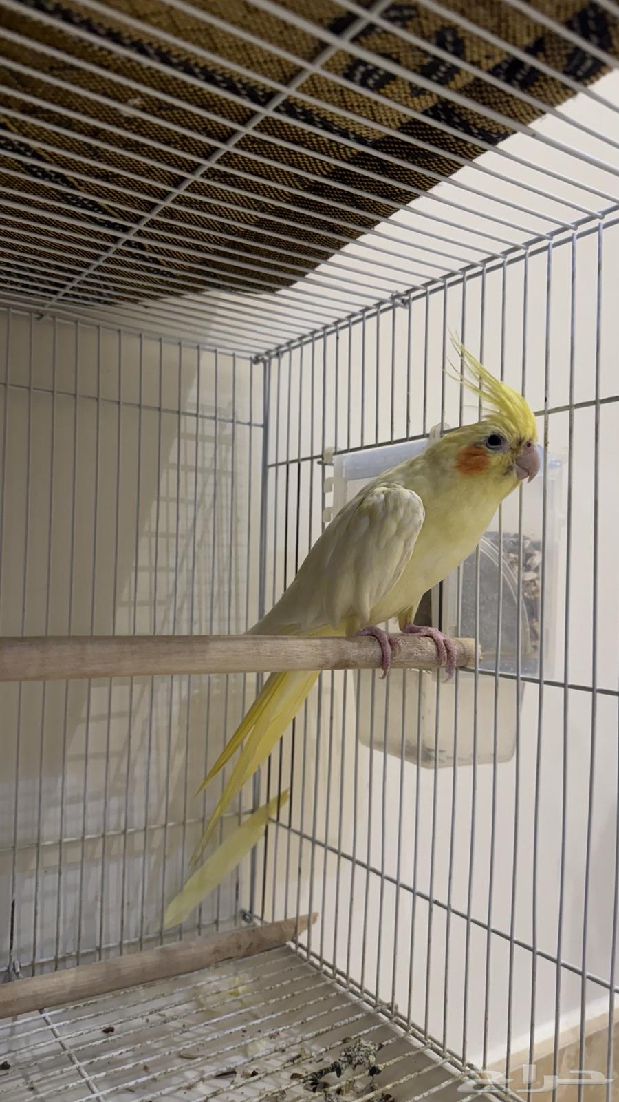 طير كروان او كوكتيل64578896488707114