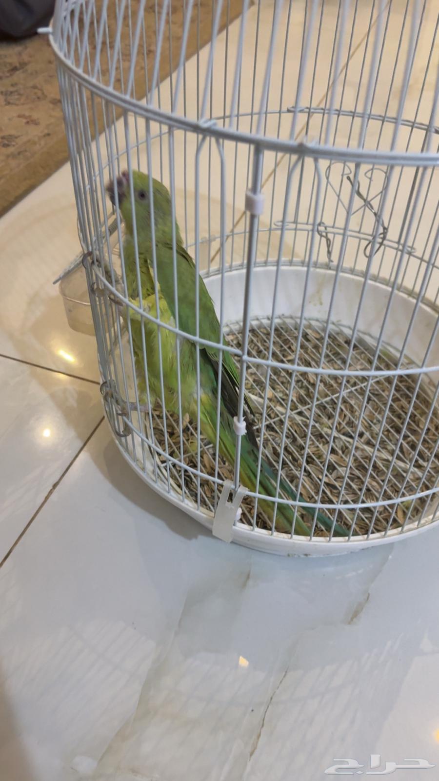 طير دره ببغان64576072833154112