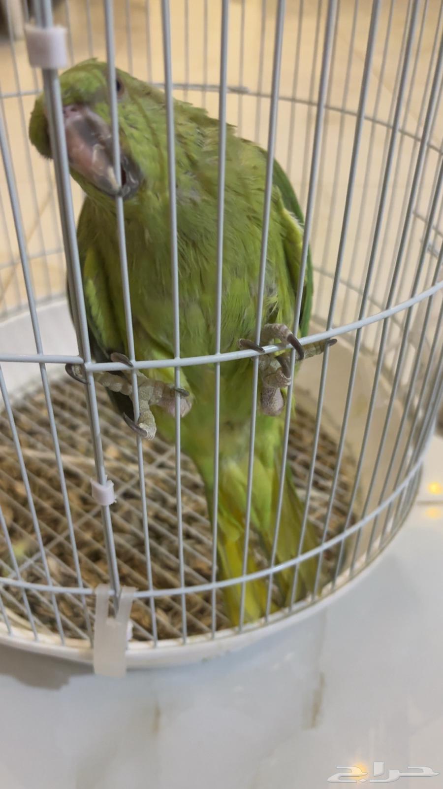 طير دره ببغان64576072833154111