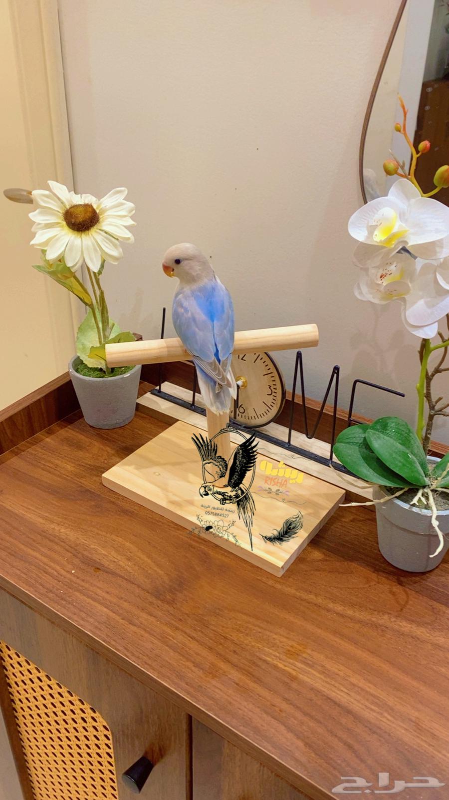 Hand-tame rose with very beautiful color (sold, may God bless)64574649724802110