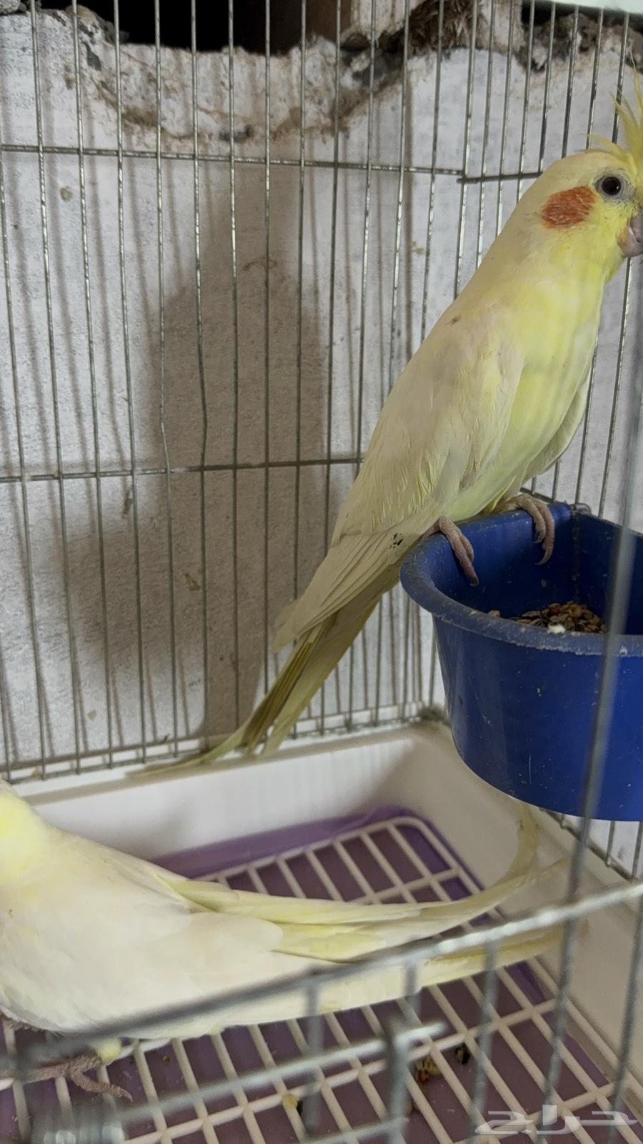 عرض اليوم الوطني كروان لاتينو64577064422914112