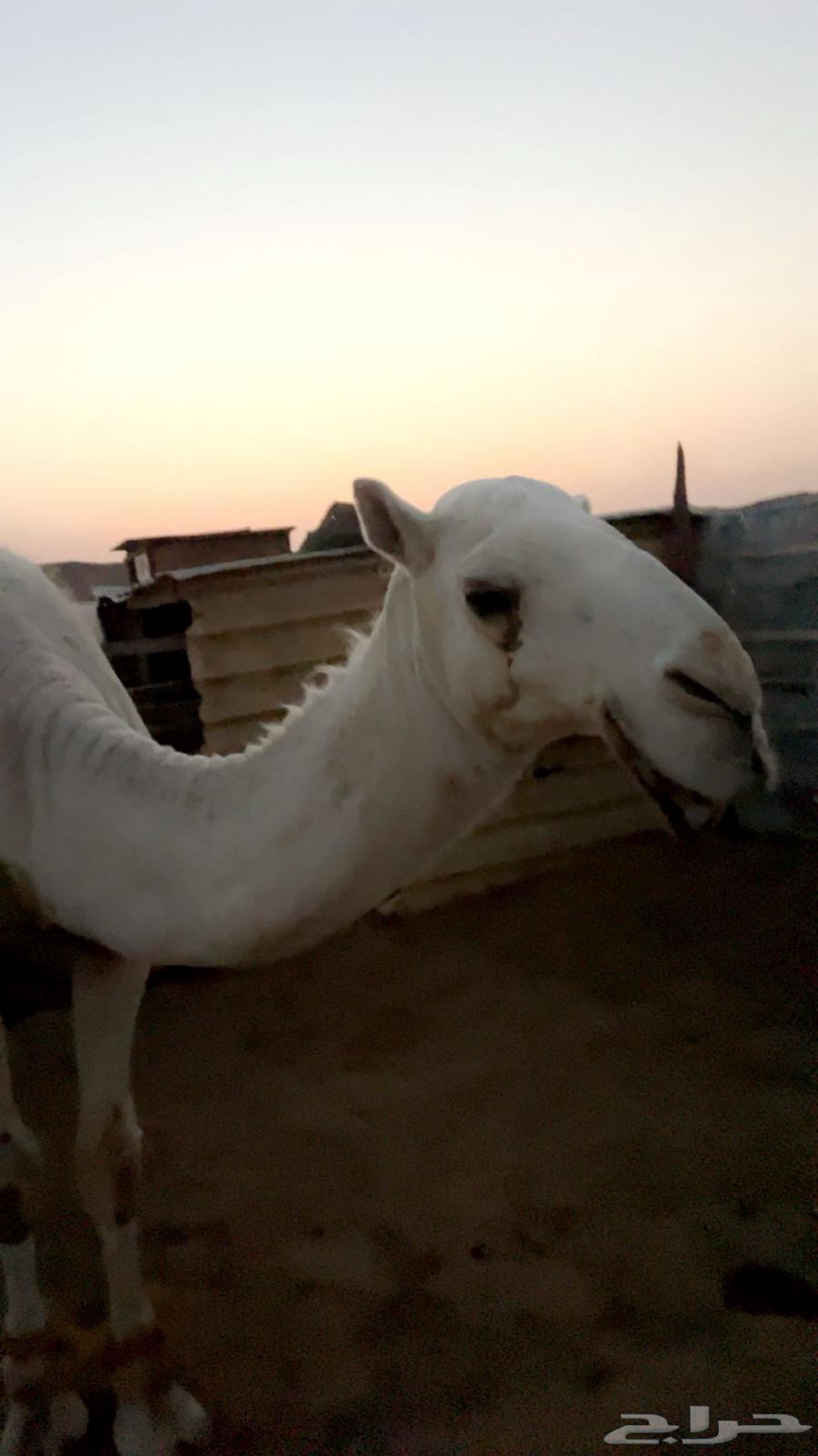 قعود للبيع داخل حق او حق64574943675137112