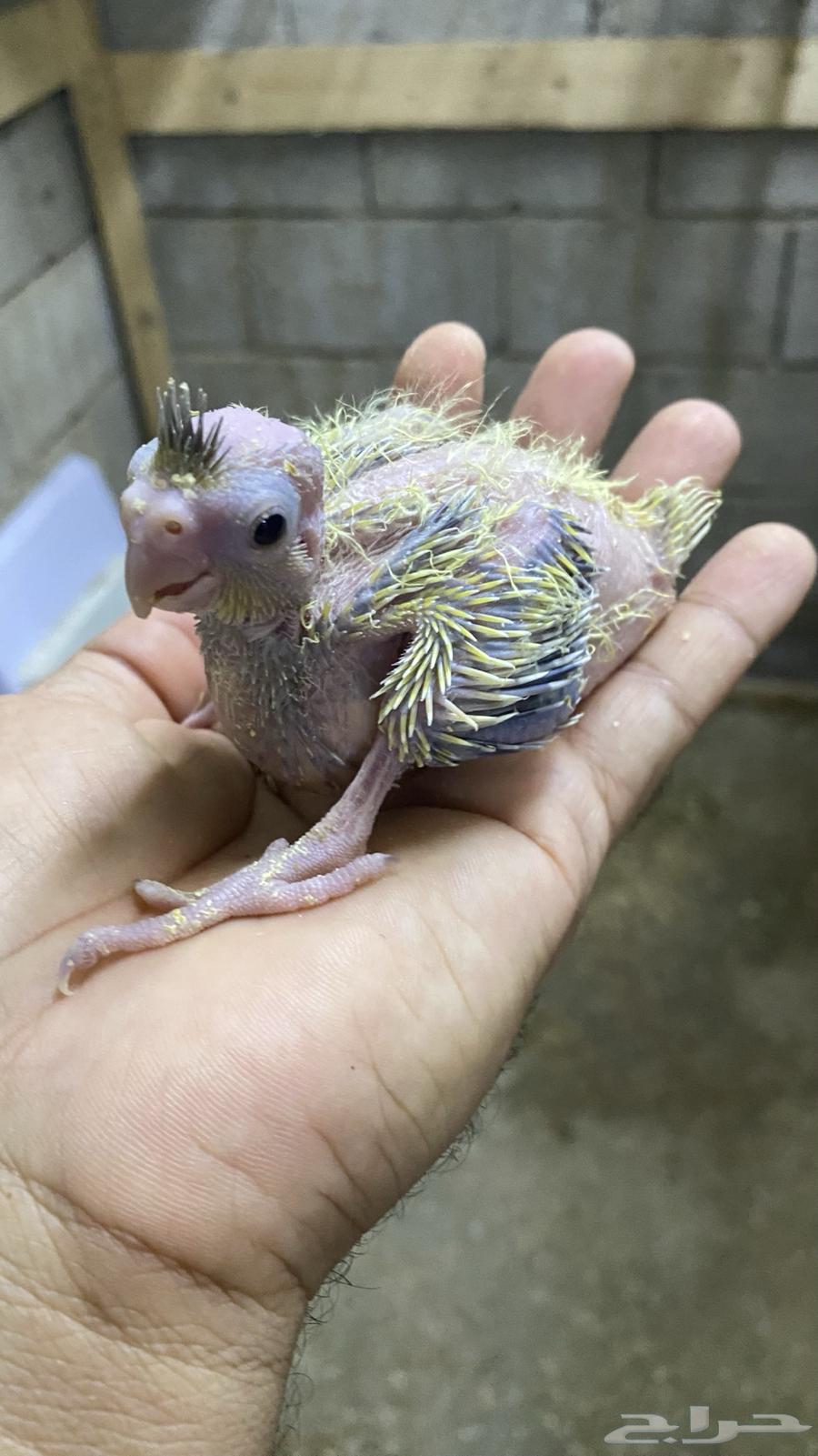 فروخ كروان غر(( تم البيع)) خارج الموقع64534858737411111