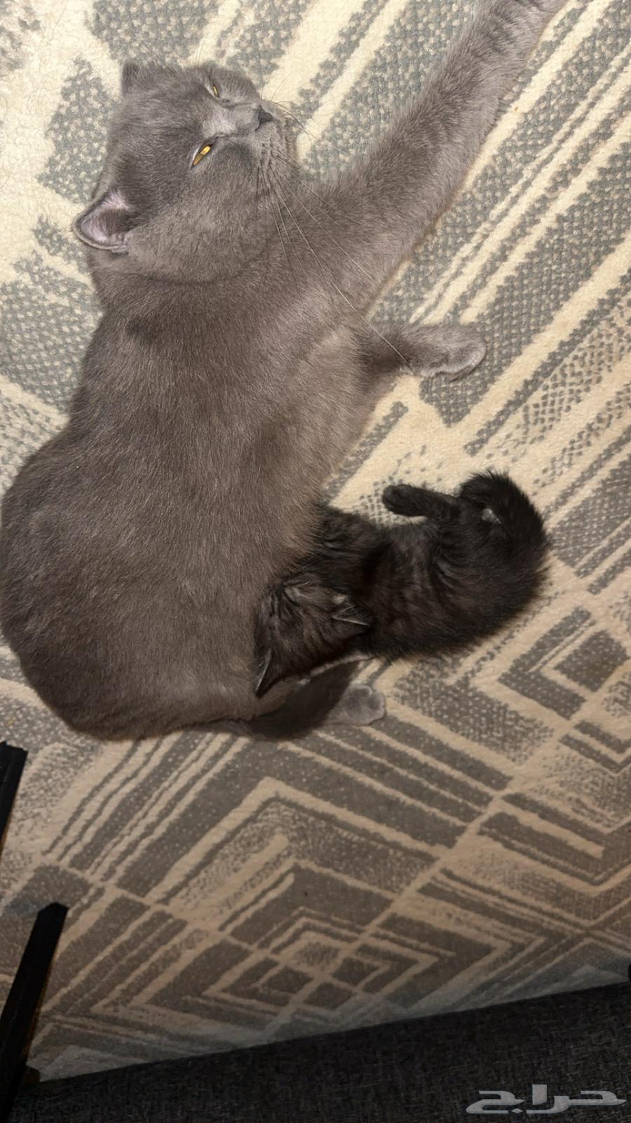 Cats64571575386755114