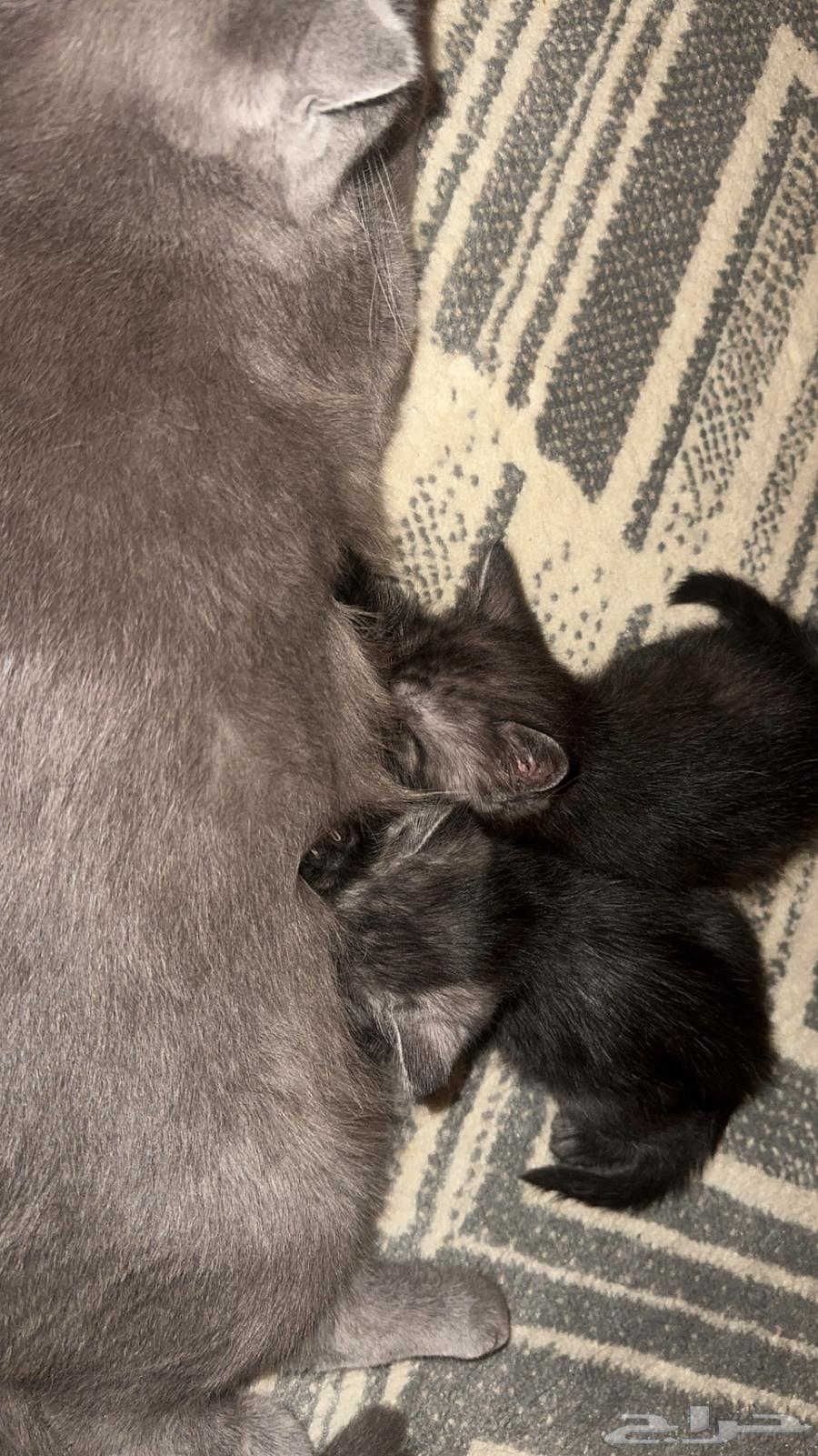 Cats64571575386755113