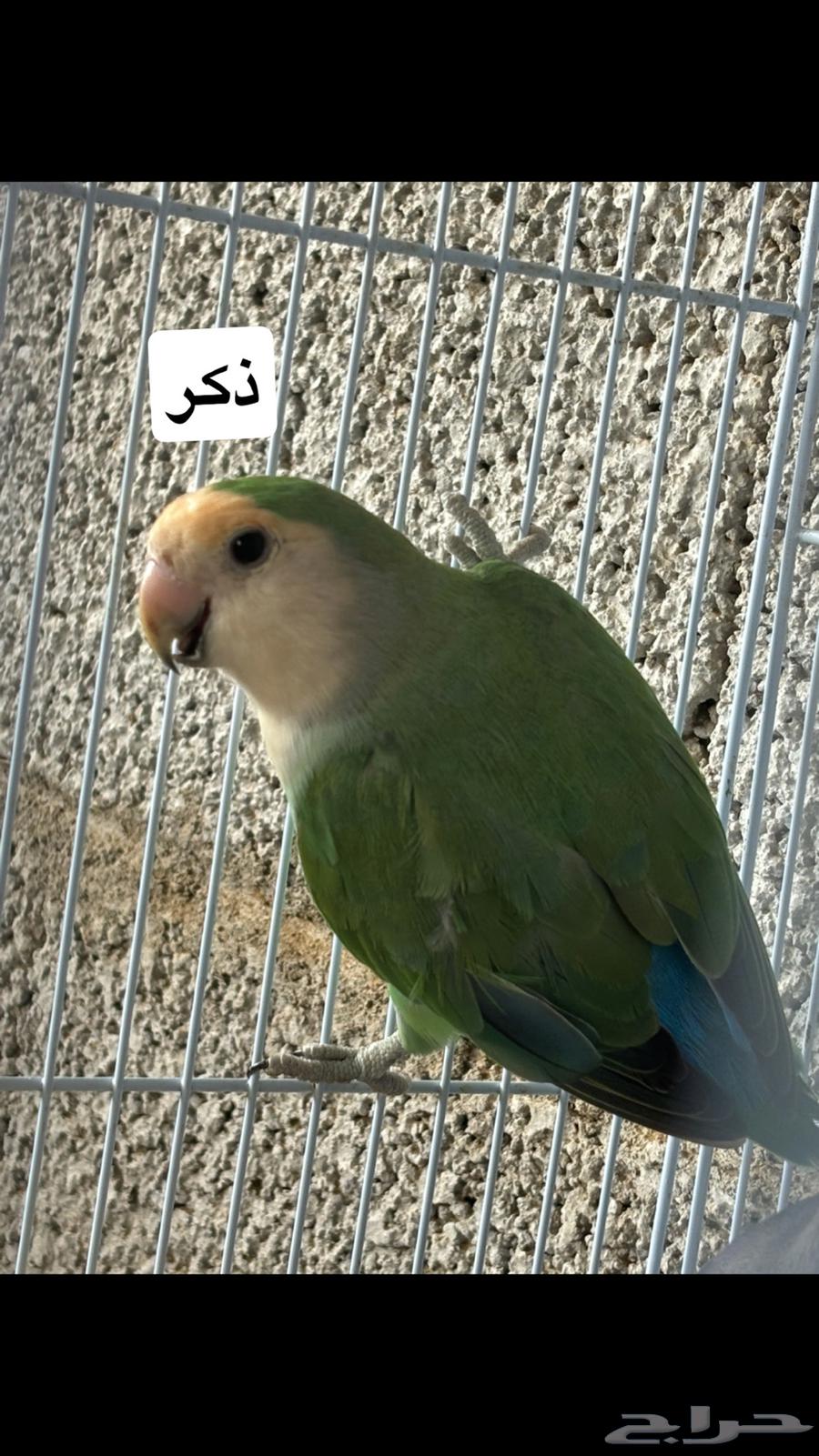 Product day mention condition analyst and testimony rights limit 15064574256819202110