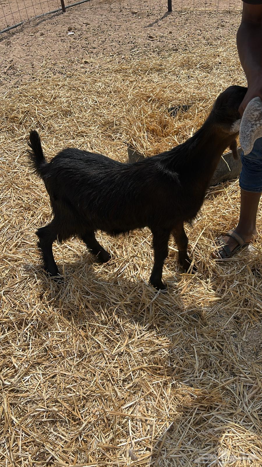 جفر للبيع طيب64574300138114110