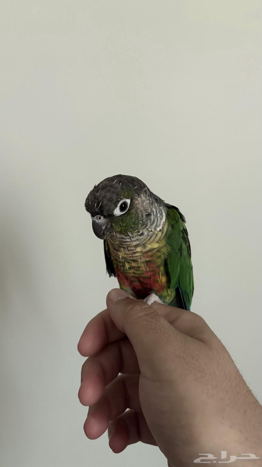 كنيور للبيع64573418441985111